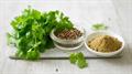cilantro, Chinese parsley , dhania